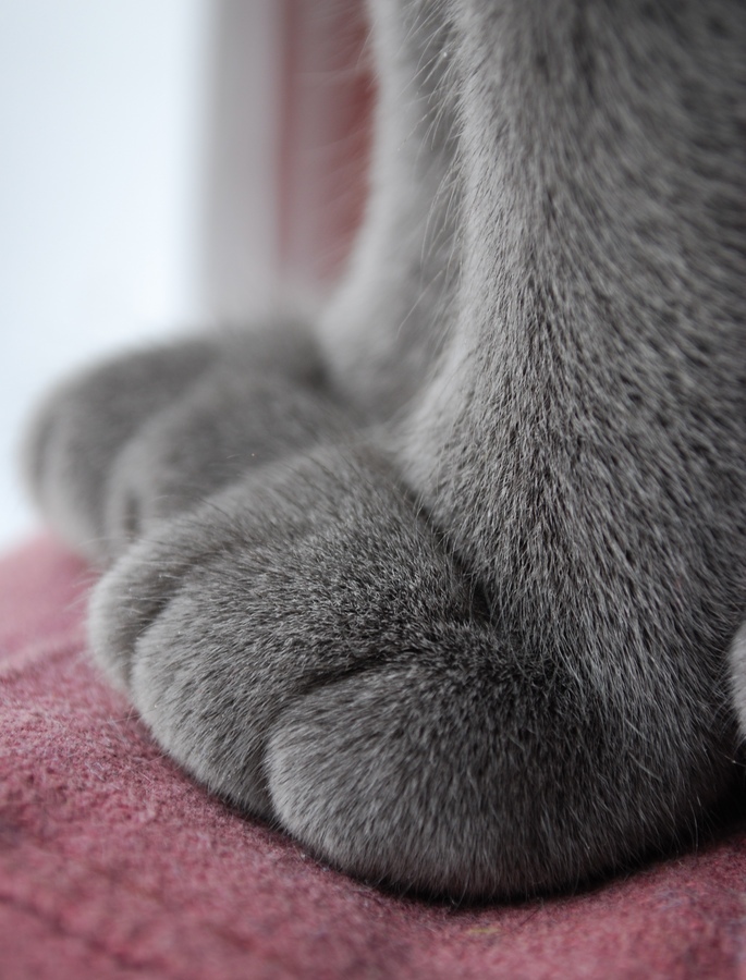 Мохнатые ножки, только у кошки:)
